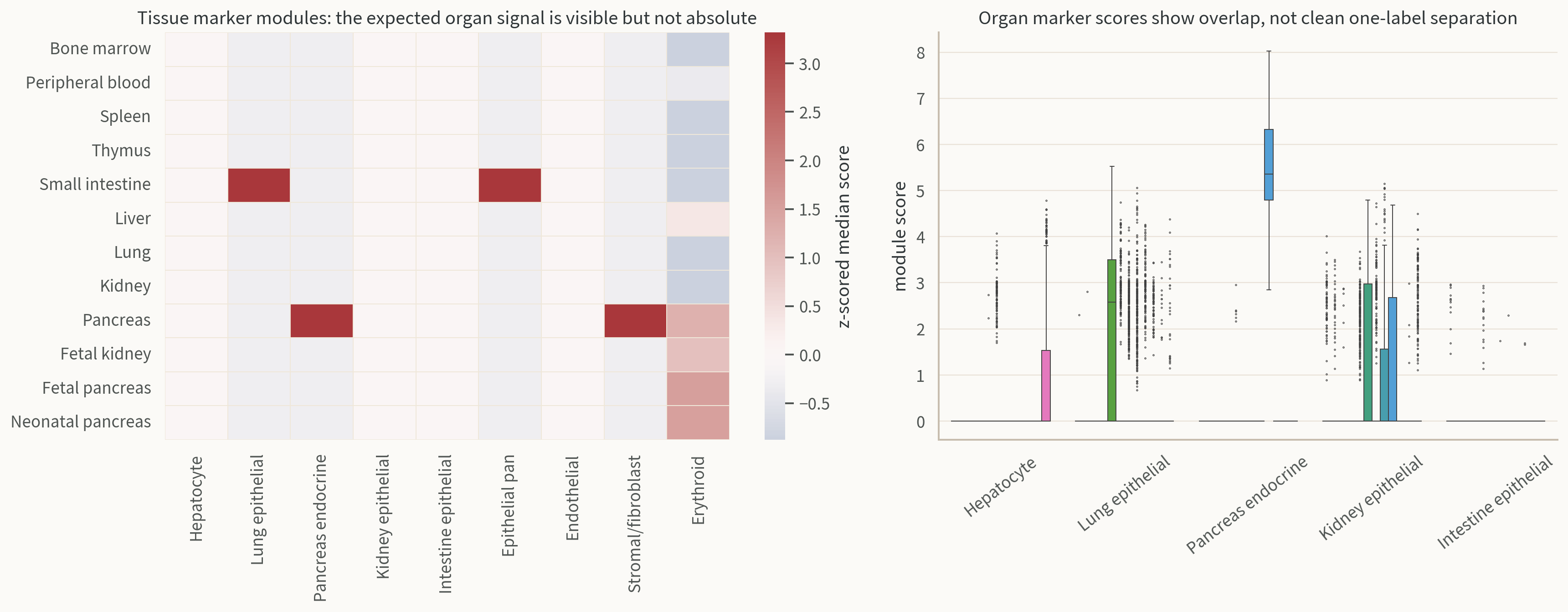 Tissue marker module scores across selected MCA tissues.