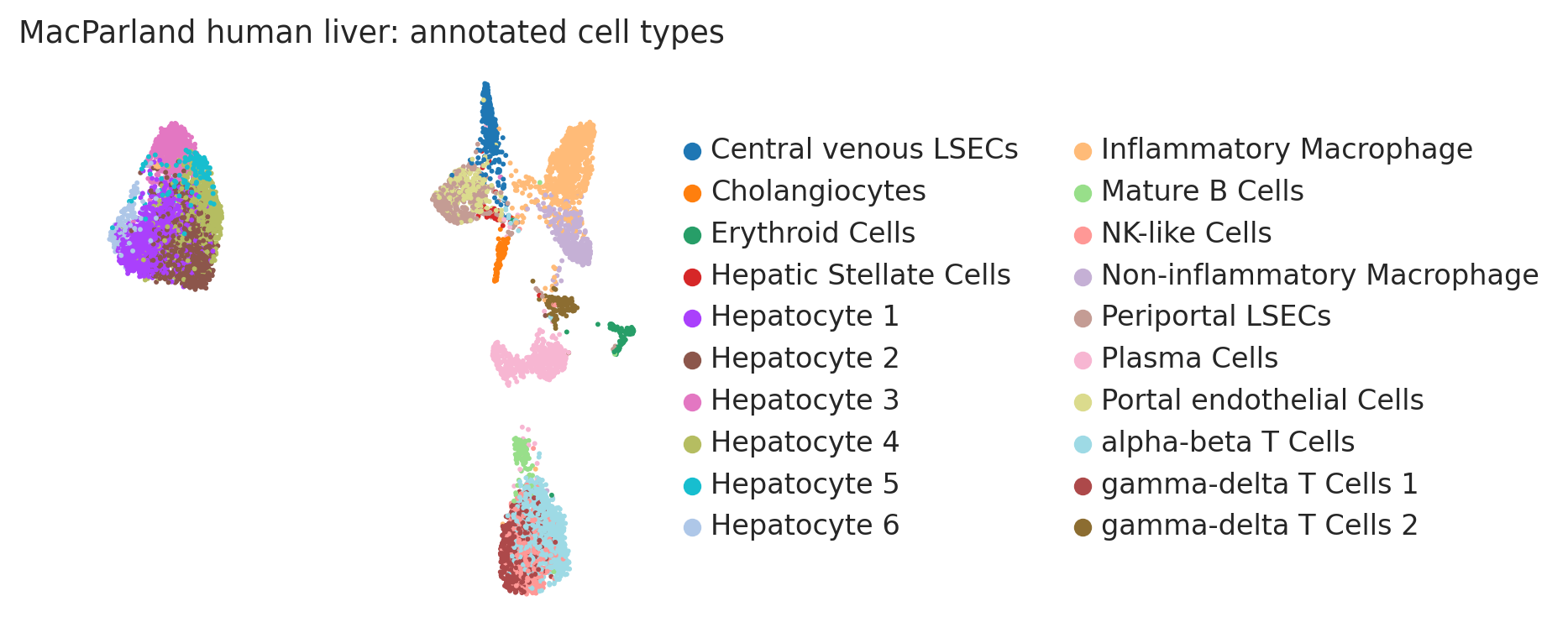 MacParland human liver annotated UMAP