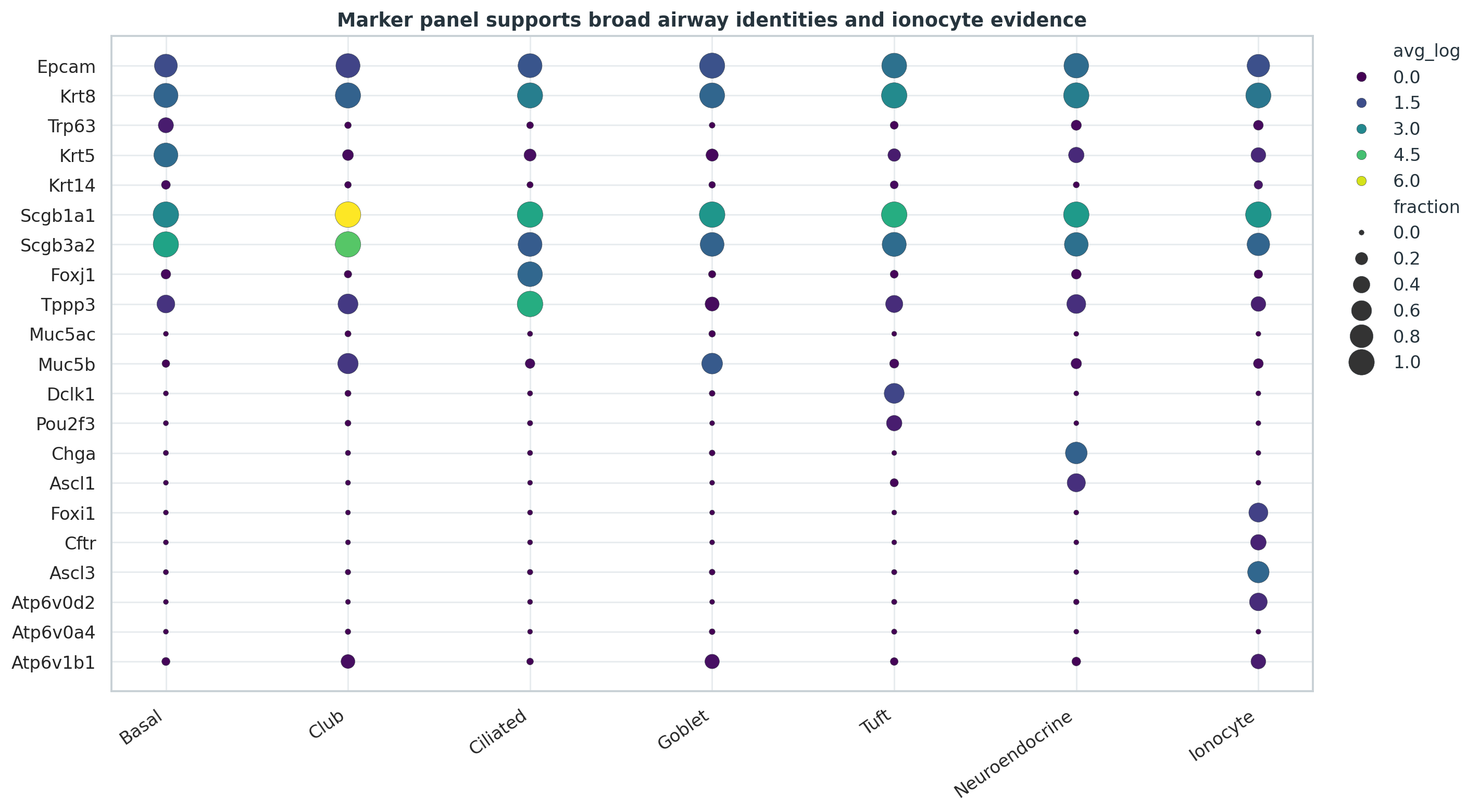 气道上皮 broad phenotype 与 ionocyte marker 的 dotplot。