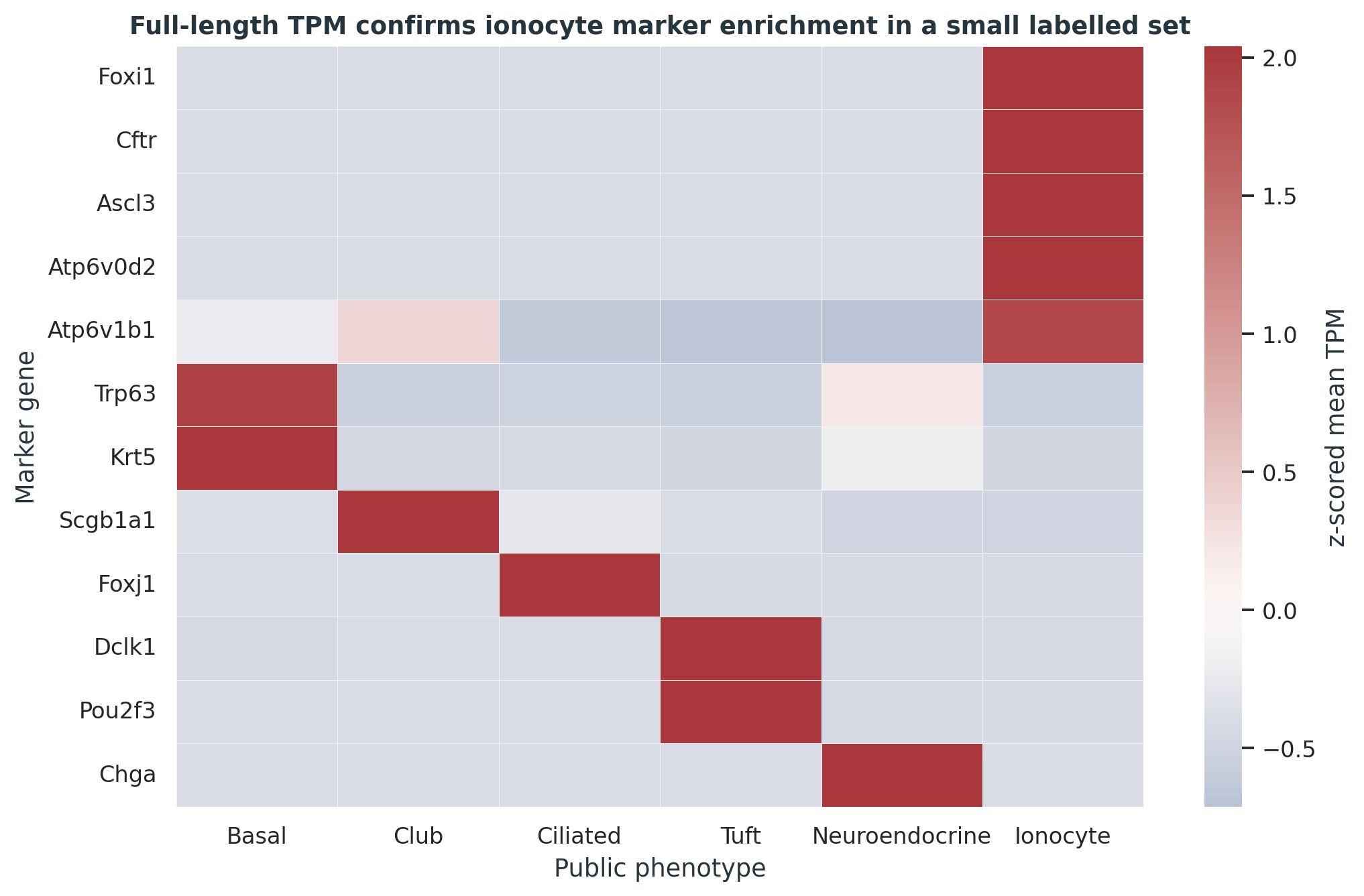 full-length TPM 中各 phenotype 的 marker enrichment heatmap。