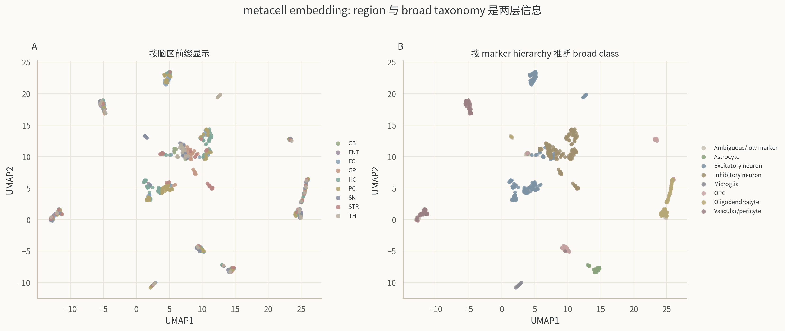 Saunders DropViz metacell UMAP 按脑区和 broad taxonomy 着色。