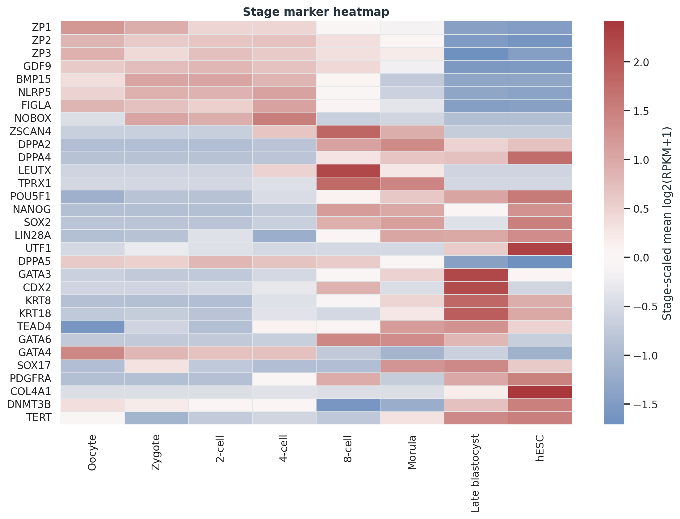 Yan GSE36552 stage marker heatmap。